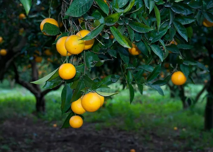 Oda ve Kahvaltı No 5