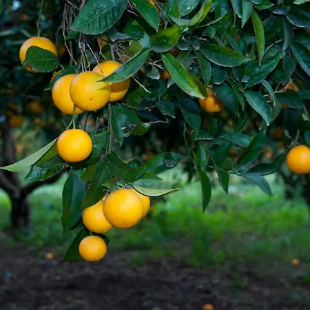 住宿加早餐酒店 No 5