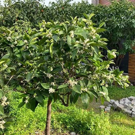 No 5 Oda ve Kahvaltı