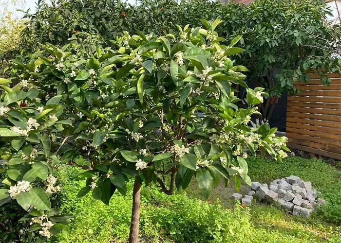 No 5 Oda ve Kahvaltı